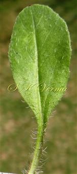  Leaf lamina
